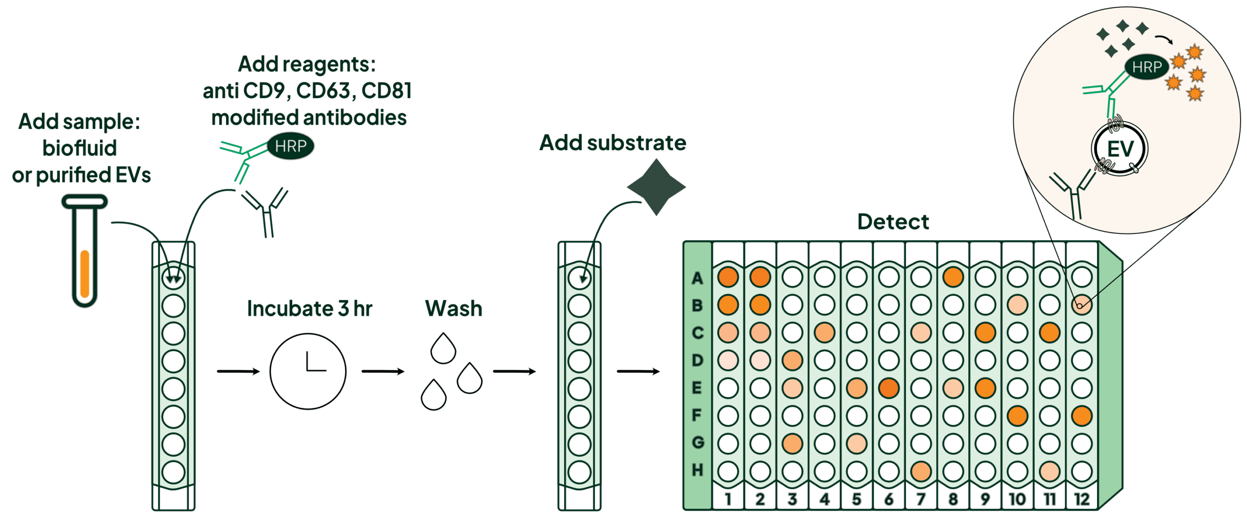 Atlas EV ELISA workflow: add sample and anti-CD9/CD63/CD81 HRP antibodies, incubate 3 hr, wash, add substrate, detect