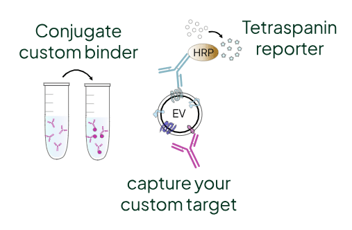 Atlas Lumi Homebrew mechanism: conjugate a custom binder, capture your custom target on the EV, and detect with the HRP tetraspanin reporter