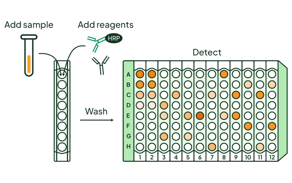 Atlas ELISA Kits for EV Quantification | Everest Biolabs