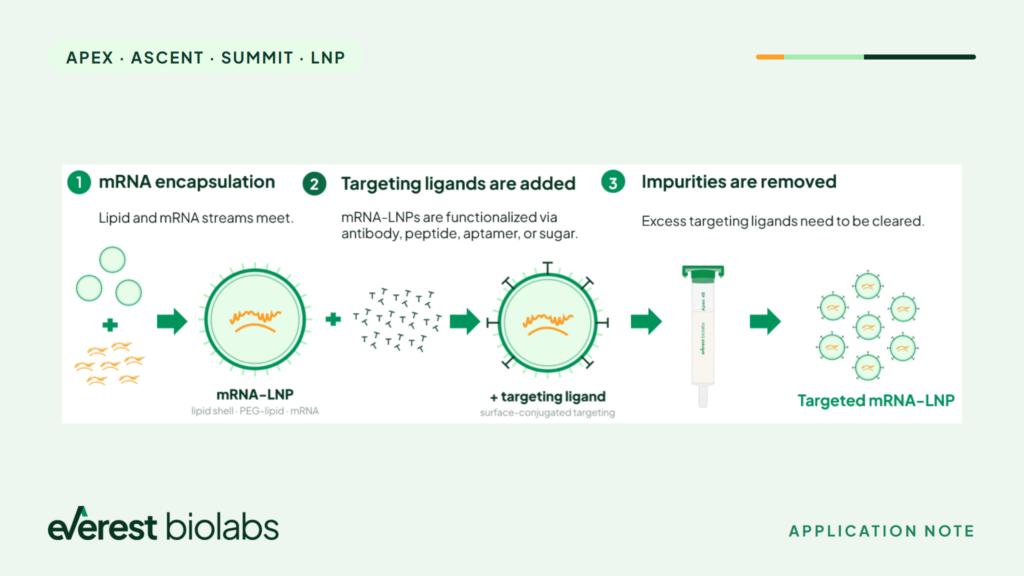 Scaling SEC for targeted LNP screening: from one formulation to 48